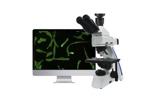 Флуоресцентные микроскопы